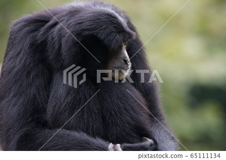 Siamang 32 65111134