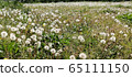 Dandelion Powder 65111150