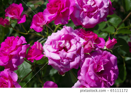 Rose of Nakanoshima Park Rose of Nakanoshima Park 65111172