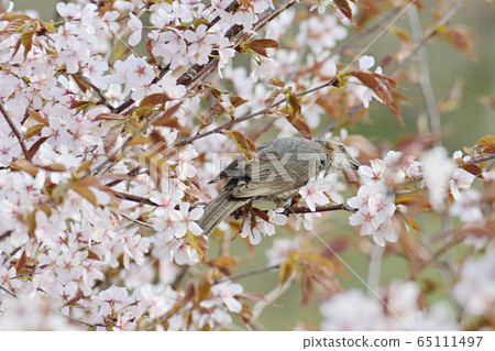 Sakura and bulbul 65111497