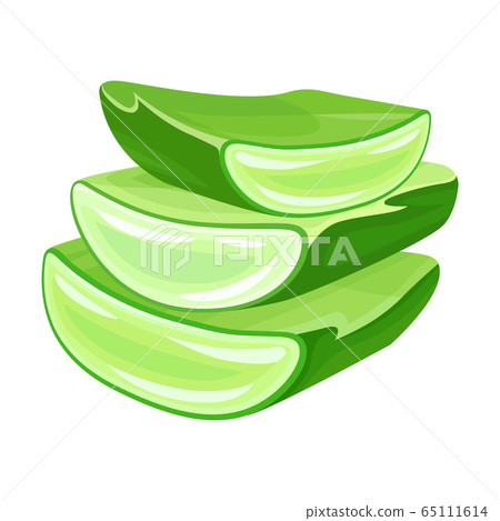Aloe Vera Thick Fleshy Leaves Pieces as Flowering Succulent Plant Vector Illustration 65111614
