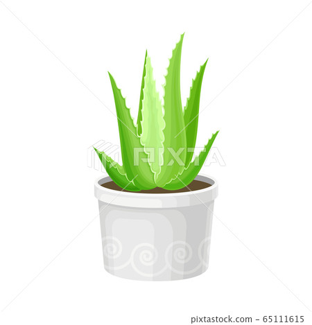 Aloe Vera Rosette of Large, Thick, Fleshy Leaves Growing in Pot as Indoor Flora Vector Illustration 65111615