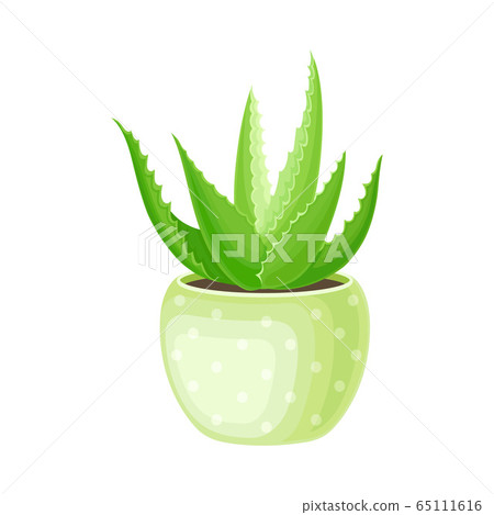 Aloe Vera Rosette of Large, Thick, Fleshy Leaves Growing in Pot as Indoor Flora Vector Illustration Aloe Vera Rosette of Large, Thick, Fleshy Leaves Growing in Pot as Indoor Flora Vector Illustration 65111616