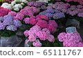  hydrangea 65111767