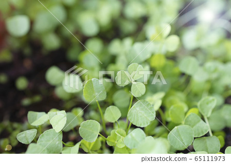 New shoots of clover New shoots of clover 65111973