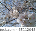 Cherry Blossoms	 65112048