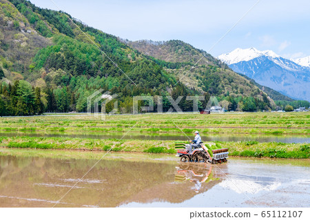 Rice planting 65112107