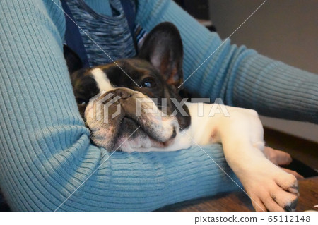 困法國鬥牛犬 65112148