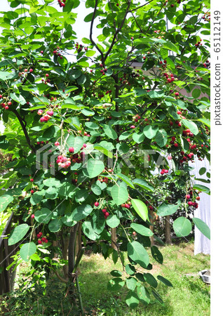 Juneberry結果 65112149