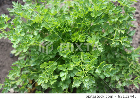 Cilantro branches with green leaves. Cilantro branches with green leaves. 65112443