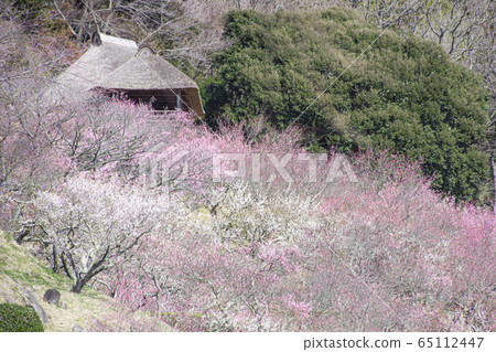 Mt. Tsukuba Bairin 65112447
