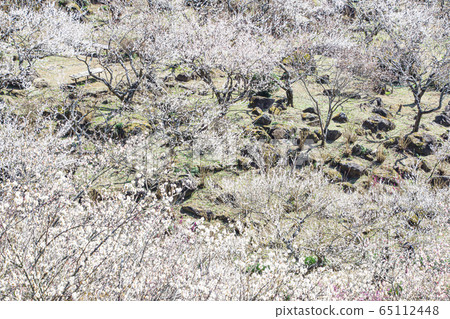 Mt. Tsukuba Bairin Mt. Tsukuba Bairin 65112448