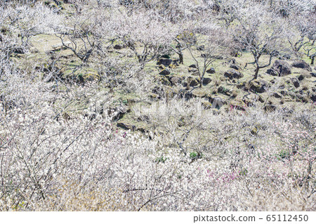 Mt. Tsukuba Bairin Mt. Tsukuba Bairin 65112450