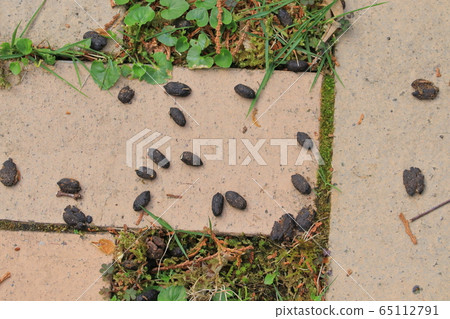 Deer feces 65112791