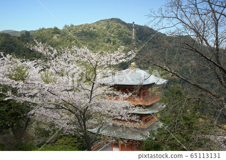 Cherry blossoms bloom Aogishitoji Mie Tower 65113131