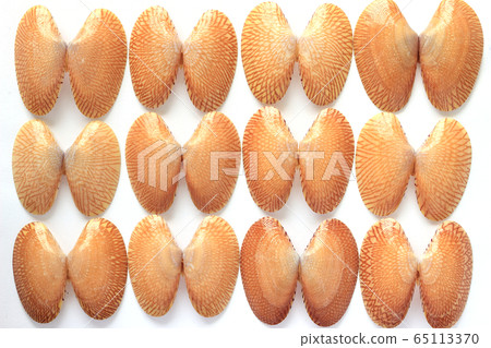 The shells of twelve striped clams are beautifully The shells of twelve striped clams are beautifully 65113370