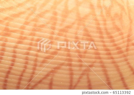 Close-up of beautiful patterns on the shells Close-up of beautiful patterns on the shells 65113392