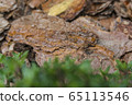 Tree bark for decoration and mulching in landscape design. Tree bark texture macro background close-up. 65113546