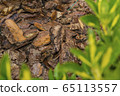 Tree bark for decoration and mulching in landscape design. Tree bark texture macro background close-up. 65113557