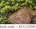 Tree bark for decoration and mulching in landscape design. Tree bark texture macro background close-up. 65113560