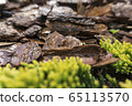 Tree bark for decoration and mulching in landscape design. Tree bark texture macro background close-up. 65113570