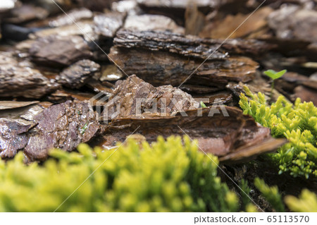 Tree bark for decoration and mulching in landscape design. Tree bark texture macro background close-up. Tree bark for decoration and mulching in landscape design. Tree bark texture macro background close-up. 65113570