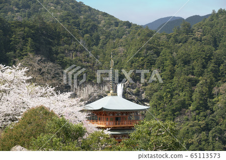 Cherry blossoms bloom Aogishitoji Mie Tower 65113573