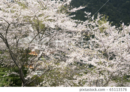 Mount Nachi, cherry blossoms at Aogishi Temple 65113576