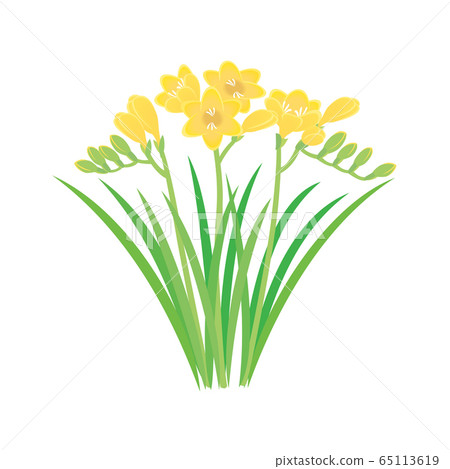 Freesia - Stock Illustration [65113619] - PIXTA