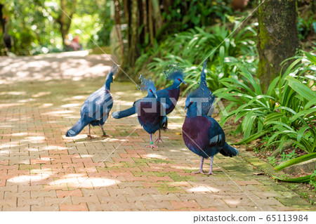 A flock of crowned pigeons walks in a green park. A flock of crowned pigeons walks in a green park. 65113984