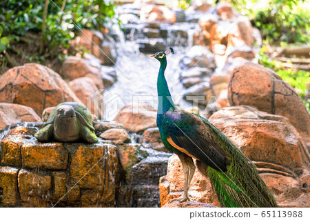 Peacock walks near the waterfall. Beautiful Peacock walks near the waterfall. Beautiful 65113988