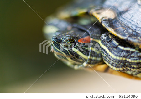 Red Eared Terrapin - Trachemys scripta elegans. Red Eared Terrapin - Trachemys scripta elegans. 65114090