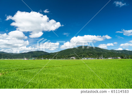 Summer countryside scenery 65114583