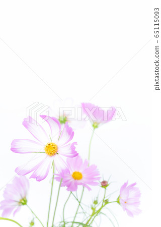 Cosmos flowers Cosmos flowers 65115093