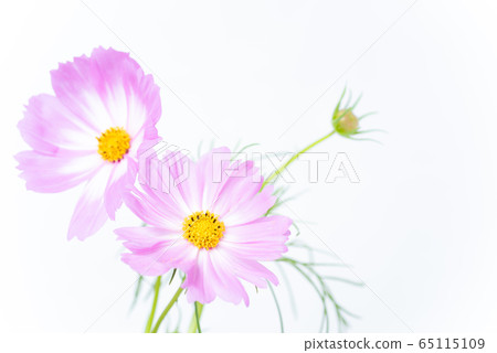 Cosmos flowers Cosmos flowers 65115109