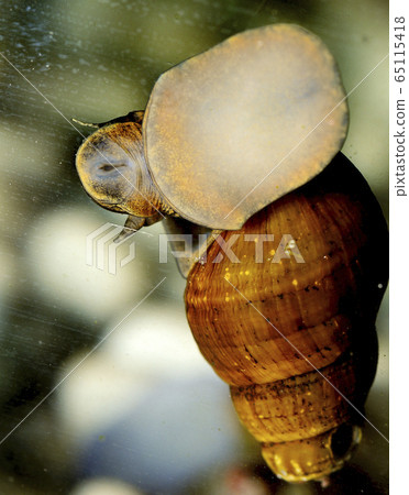 Thunder, shrivel, clam Thunder, shrivel, clam 65115418
