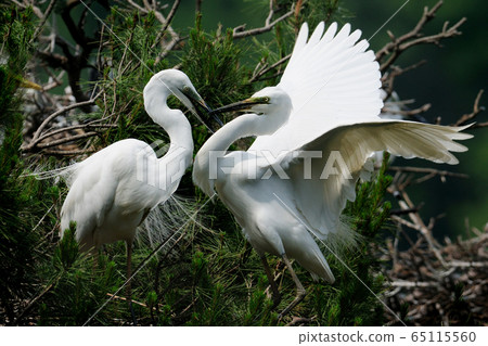 Heron, couple, love Heron, couple, love 65115560