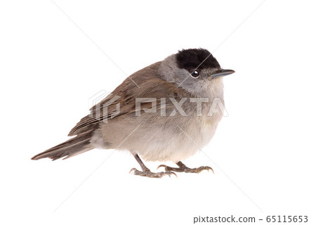blackcap (Sylvia atricapilla)  isolated on a white 65115653