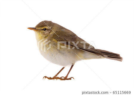 Willow Warbler (Phylloscopus trochilus) Willow Warbler (Phylloscopus trochilus) 65115669