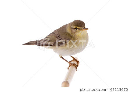 Willow Warbler (Phylloscopus trochilus) Willow Warbler (Phylloscopus trochilus) 65115670