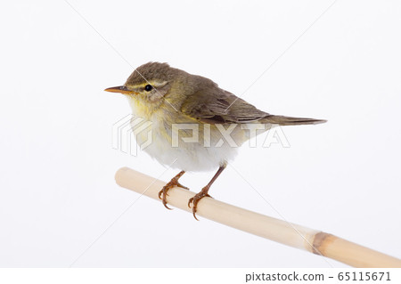 Willow Warbler (Phylloscopus trochilus) Willow Warbler (Phylloscopus trochilus) 65115671