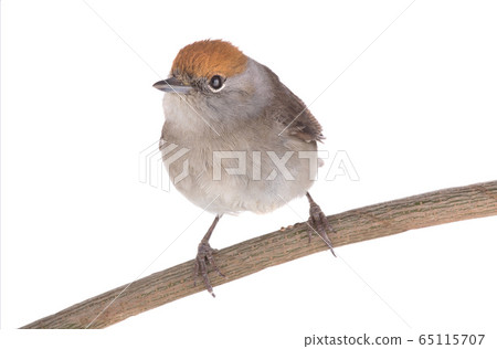 female (Sylvia atricapilla) Eurasian Blackcap 65115707