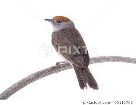 female (Sylvia atricapilla) Eurasian Blackcap 65115708