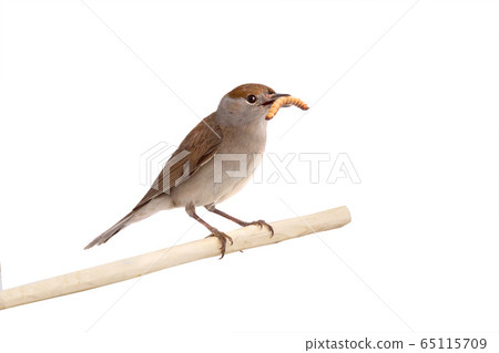 female (Sylvia atricapilla) Eurasian Blackcap 65115709