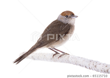 female (Sylvia atricapilla) Eurasian Blackcap 65115710