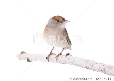 female (Sylvia atricapilla) Eurasian Blackcap 65115711