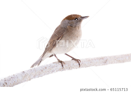 female (Sylvia atricapilla) Eurasian Blackcap 65115713
