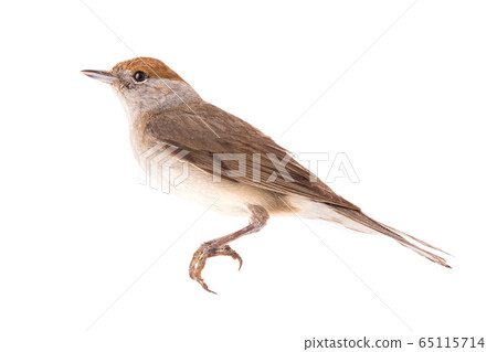female (Sylvia atricapilla) Eurasian Blackcap 65115714
