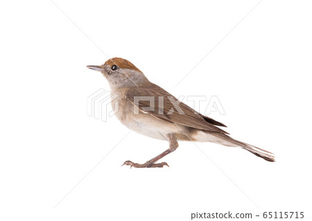 female (Sylvia atricapilla) Eurasian Blackcap 65115715