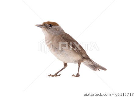 female (Sylvia atricapilla) Eurasian Blackcap 65115717